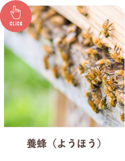 養蜂（ようほう）