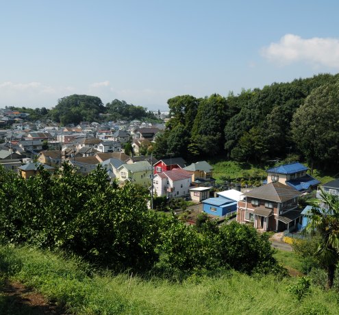 武蔵村山の住宅街を見下ろすみかん園