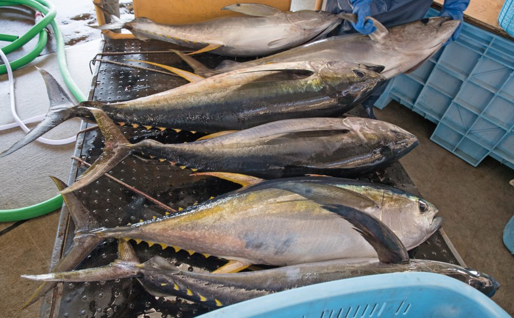 Miyakejima's Fishery Cooperative 