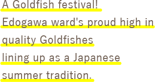 A Goldfish festival! 
Edogawa ward's proud high in quality Goldfishes
lining up as a Japanese summer tradition.