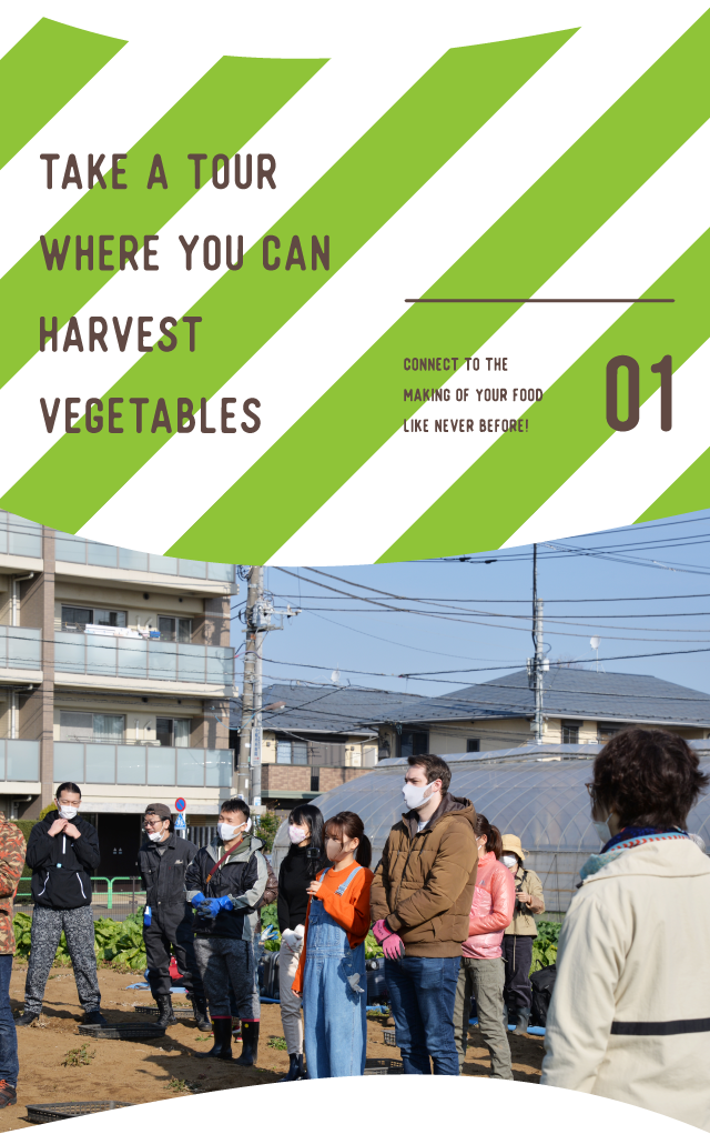 TAKE A TOUR WHERE YOU CAN HARVEST VEGETABLES