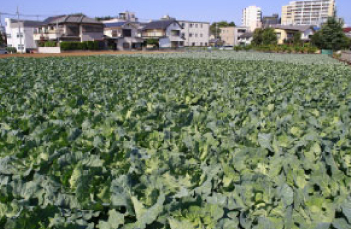 東京の農業の特徴