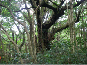 御蔵島のスジダイの巨木