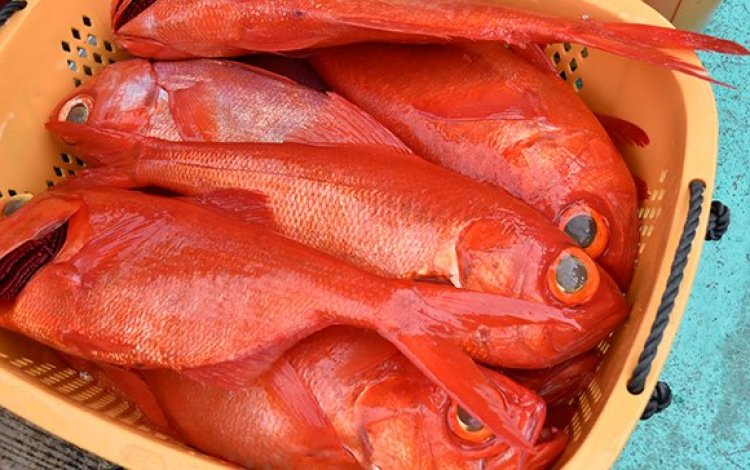 東京都のキンメダイ漁獲量は年々上昇