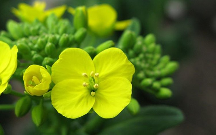 春の野菜の花