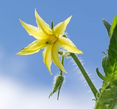 春の野菜の花