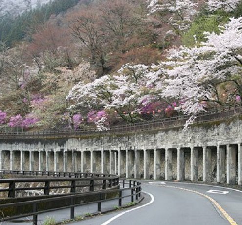 ソメイヨシノと山桜