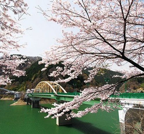 ソメイヨシノと山桜
