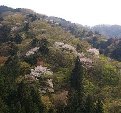 ソメイヨシノと山桜