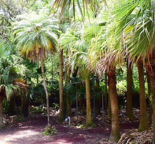 八丈植物公園
