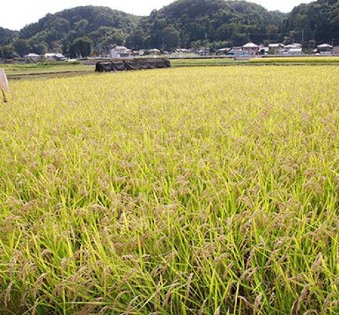 稲穂の実る秋の田園風景