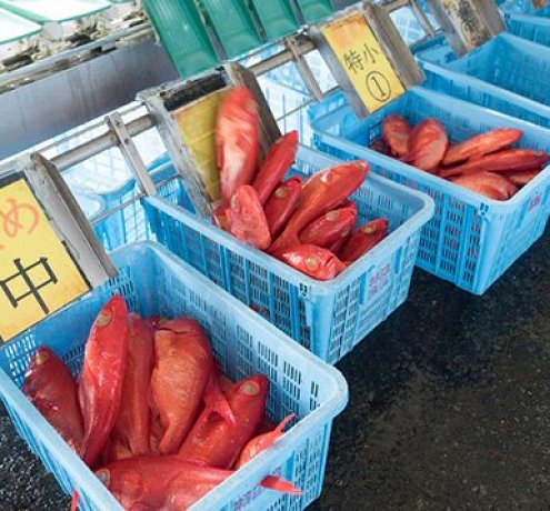 神津島の漁港
