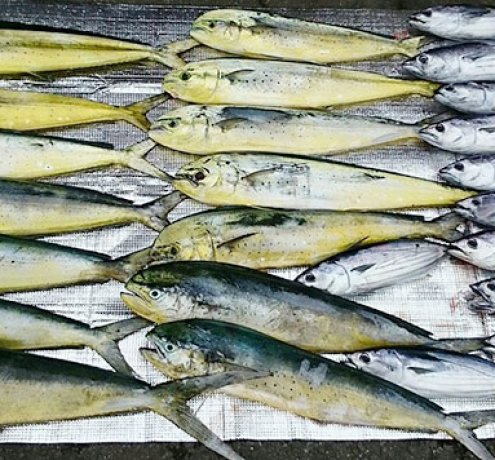 トローリングで釣れた魚