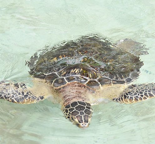 ウミガメ
