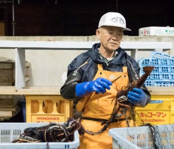 『伊豆大島の水産業を支えるイセエビ漁師』