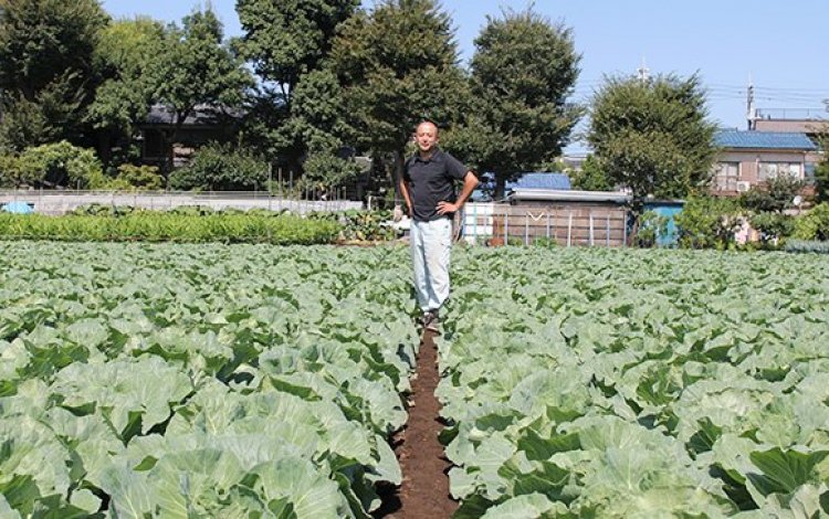 緑の財産・練馬のキャベツ 井之口喜實夫さん・勇喜夫さん