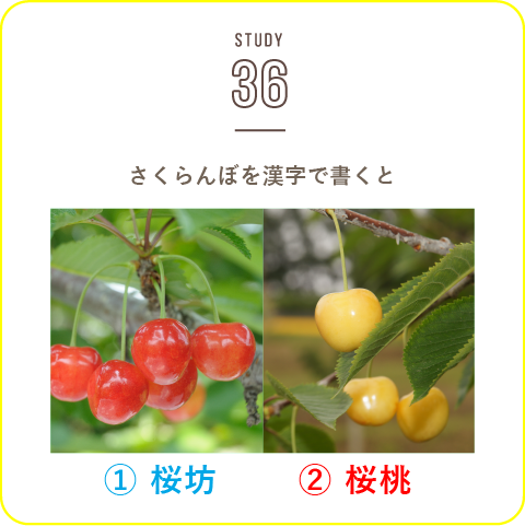 STUDY-36 赤い宝石 さくらんぼ！