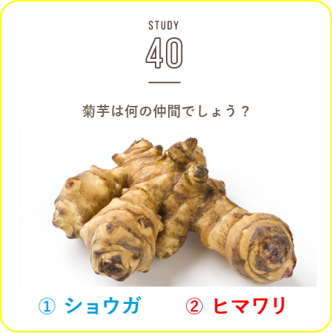 STUDY-40 栄養に注目「菊芋」！