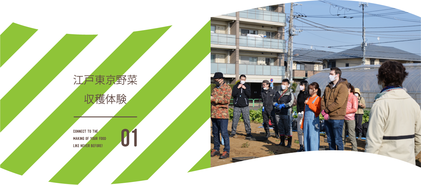 江戸東京野菜収穫体験