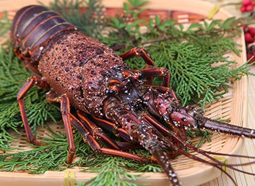 大島産の活きイセエビ