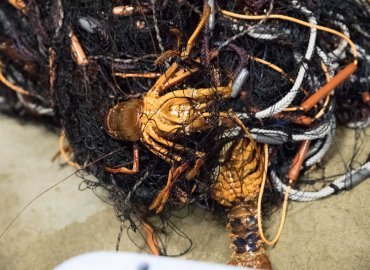 大島産の活きイセエビ