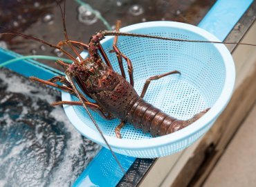 大島産の活きイセエビ