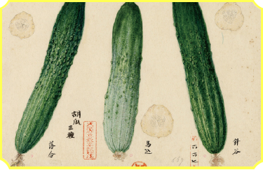 Magome Hanjiro Kyuri (center)