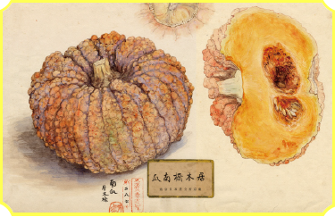 Irukihashi Kabocha