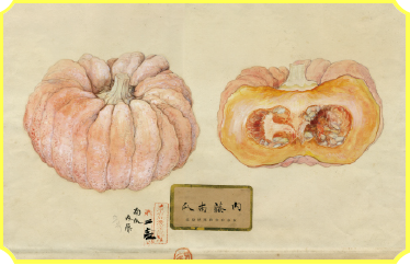 Naito Kabocha
