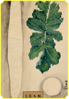 Nerima Daikon
