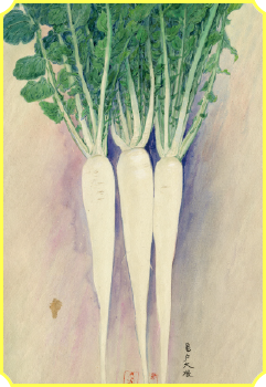 Kameido Daikon